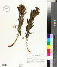 Amsonia tabernaemontana image