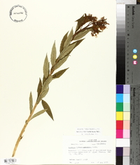 Amsonia tabernaemontana image