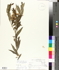 Amsonia tabernaemontana image