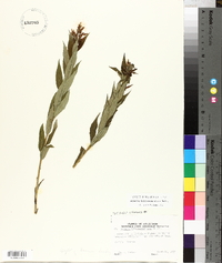 Amsonia tabernaemontana image