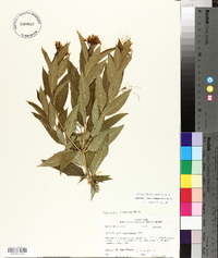 Amsonia tabernaemontana image