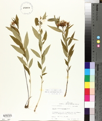 Amsonia tabernaemontana image