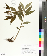 Amsonia tabernaemontana image