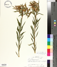 Amsonia tabernaemontana image