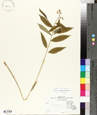 Amsonia tabernaemontana image