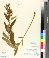 Amsonia tabernaemontana image