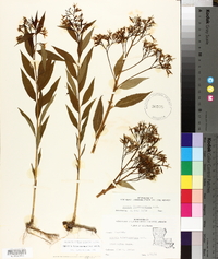 Amsonia tabernaemontana image