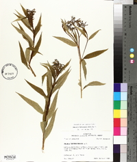 Amsonia tabernaemontana image