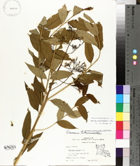 Amsonia tabernaemontana image