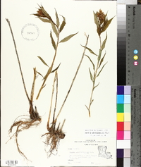 Amsonia tabernaemontana image