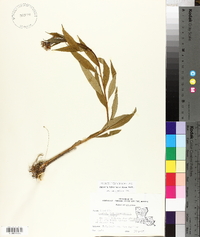 Amsonia tabernaemontana image