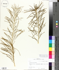 Amsonia hubrichtii image