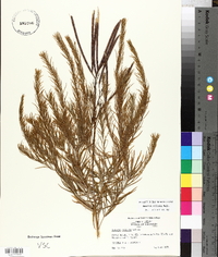 Amsonia ciliata image