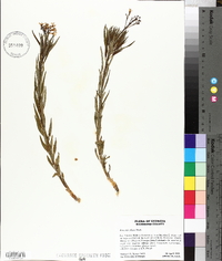 Amsonia ciliata image