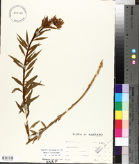 Amsonia ciliata image