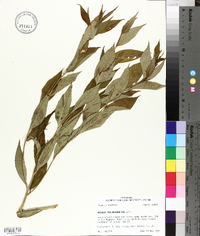 Amsonia tabernaemontana image