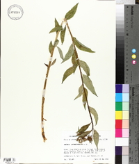 Amsonia tabernaemontana image