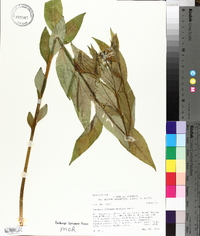 Amsonia tabernaemontana image