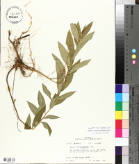 Amsonia tabernaemontana image