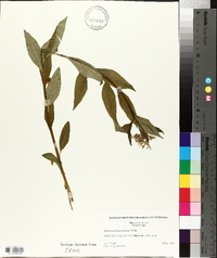 Amsonia tabernaemontana image