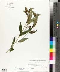 Amsonia tabernaemontana image