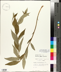 Amsonia tabernaemontana image