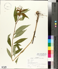 Amsonia tabernaemontana image