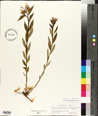 Amsonia tabernaemontana image