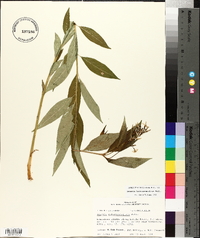 Amsonia tabernaemontana image