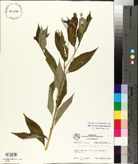 Amsonia tabernaemontana image