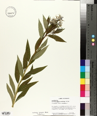 Amsonia tabernaemontana image