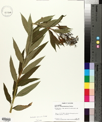 Amsonia tabernaemontana image