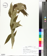 Amsonia tabernaemontana image