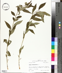 Amsonia tabernaemontana image