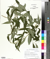 Amsonia tabernaemontana image