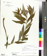 Amsonia tabernaemontana image