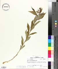 Amsonia tabernaemontana image