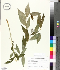 Amsonia tabernaemontana image