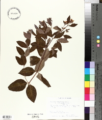 Apocynum androsaemifolium var. androsaemifolium image