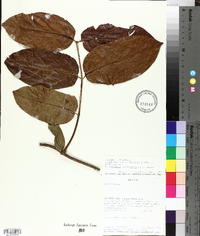 Forsteronia amblybasis image