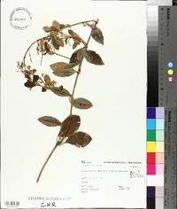 Parsonsia heterophylla image