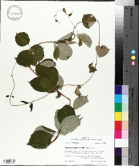 Thyrsanthella difformis image