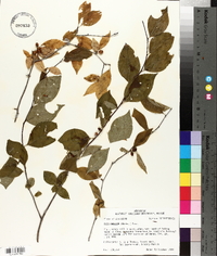 Ilex ambigua image