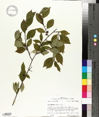 Ilex ambigua image