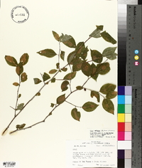 Ilex ambigua image