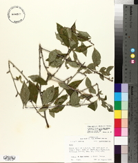 Ilex ambigua image