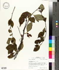 Ilex ambigua image