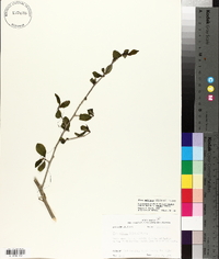 Ilex ambigua image