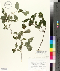 Ilex ambigua image