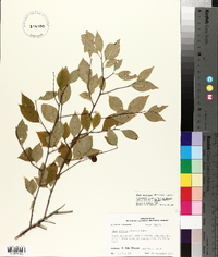 Ilex ambigua image